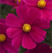 Космея Соната Кармин -10шт /Г15 6145