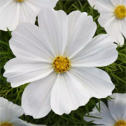 Космея Соната Белая -10шт /Г15 6146