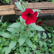 Петуния F1 Тайдал Вейв red velour - 50 драже / А0 5924