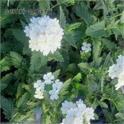 Вербена Таскани белая (Tuscany  white) - 10шт /Г13.* 5042