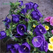 Колокольчик  Кампанелла (Campanula Campanella™) Blue - 5 семян /Е7 6132