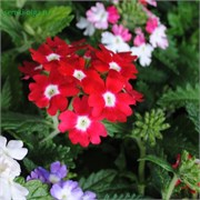 Вербена Таскани алая с глазком (Verbena Tuscany Scarlet with eye)-10шт /Г13* 244