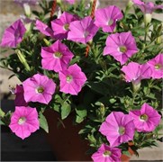 Петуния Шок Вэйв rose - 5драже/Б2* 6162