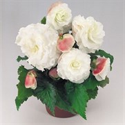 Бегония Нонстоп appleblossom (драже)-5 драже /В12 524