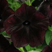 Петуния гибридная Petunia Debonair Collection black cherry -5 (драже) /Б7