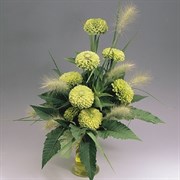 Цинния БЕНАРИ ГИГАНТ лайм-10шт/В3. 1939