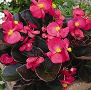 Бегония вечноцветущая BADA BOOM F1 Роуз - 10 драже /В14 2231