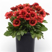 Гайлардия Mesa Red - 5 шт  /Д2 2395