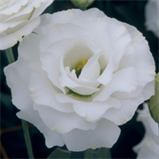 Эустома супермахровая Крома III Silky White - 5 драже /Э6 2528