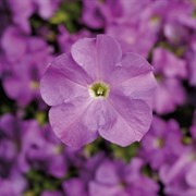 Петуния крупноцветковая TriTunia F1 Lavender -10драже /Б14
