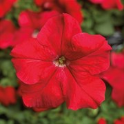 Петуния крупноцветковая TriTunia F1 Red -10драже /Б14 2698