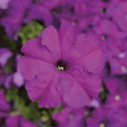 Петуния крупноцветковая TriTunia F1 Violet -10драже /Б14