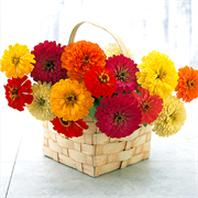 Цинния изящная F1 Sun Sunshine Mix - 5шт/В2 2753