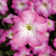 Петуния крупноцветковая TriTunia F1 Pink morn-10драже /Б14