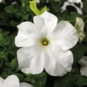 Петуния крупноцветковая TriTunia F1 White-10шт /Б14 2764