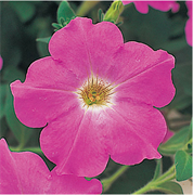 Петуния ампельная Опера F1  lavender -5драже/А2. 418