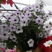 Петуния  Тайдал Вейв Сильвер-5драже/Б2* 134