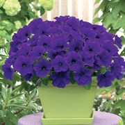 Петуния ампельная TRILOGY Blue - 5драже /A1 1351