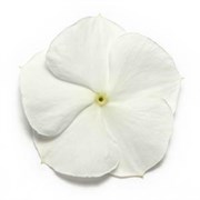 Катарантус гибридный ПацификаF1 XP White -10шт /Е8. 445