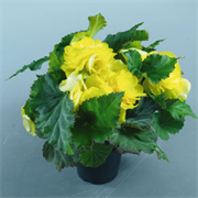 Бегония Нонстоп yellow (драже)-5шт  /В12 529