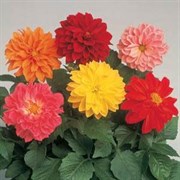 Георгина летняя Фигаро orange shades -10шт /Д14 568