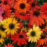 Эхинацея Cheyenne Spirit - 3 шт  /Е16 4330