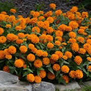 Цинния мариландская махровая ДАБЛ ЗАХАРА Bright Orange -5 шт/В1
