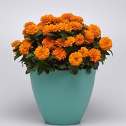 Цинния мариландская махровая ДАБЛ ЗАХАРА Bright Orange -5 шт/В1 4339