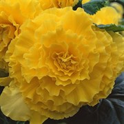 Бегония клубневая AmeriHybrid  Ruffled Yellow -5 драже  /В9 4380