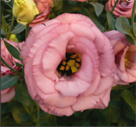 Эустома(Лизиантус) EXCALIBUR 2 Rose Pink - 5 драже /Э12