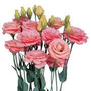 Эустома (Лизиантус) РОЗИТА 2 Apricot -5 драже  /Э2* 4438