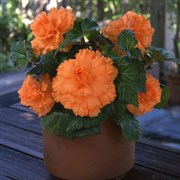 Бегония клубневая AmeriHybrid  Ruffled Apricot -5 драже  /В9 4524