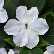 Бальзамин Уоллера Beacon White - 10 шт /Г4 4552