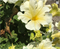 Петуния крупноцветковая Capri F1 Golden - 5 драже/A10 - фото 10092