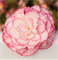 Бегония Нонстоп Rose Petticoat (семена)-5шт  /В12 - фото 10112