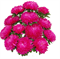 Астра однолетняя Syringa Crimson - 10 шт   /Е15 - фото 10244