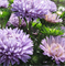 Астра однолетняя Syringa Lavender - 10 шт   /Е15 - фото 10249
