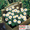 Хризантема ромашковидная Snowland -10 шт /Д1 - фото 10415