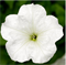 Петуния ампельная ФотоФиниш белая - 5 драже /Б4. 4775