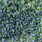 Репа листовая Комацуна красная - 1гр - фото 10820