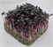 Базилик фиолетовый - 2гр - фото 10830