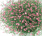 Гипсофила GARDEN BRIDE  pink- 20 шт  /Д1 - фото 10926