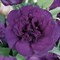 Эустома (Лизиантус) ABC 3 Purple- 5 драже - фото 11087
