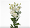 Эустома(Лизиантус) ALISSA 2 White - 5 драже - фото 11089