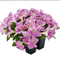 Петуния крупноцветковая SUCCESS!® HD Light Pink -10 драже/А13 - фото 11109