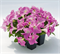 Петуния крупноцветковая SUCCESS!® HD Light Pink -10 драже/А13. 4898