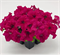Петуния крупноцветковая SUCCESS!® 360° Deep Rose  - 10 драже/A9. 4902