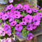 Петуния гибридная ампельная Hotunia Radiance Grape - 5 драже /Б4 - фото 11208