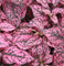 Гипоэстес листоколосниковый Конфетти Компакт розовый -10 шт /Д13 - фото 11286