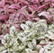 Гипоэстес листоколосниковый Конфетти Компакт белый -10 шт  /Д13 - фото 11291